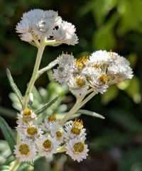 Image 1 of Pearly Everlasting  (Anaphalis margaritacea)