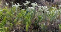Image 3 of Pearly Everlasting  (Anaphalis margaritacea)