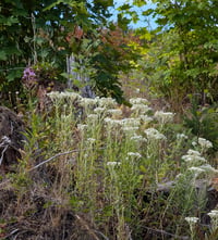 Image 4 of Pearly Everlasting  (Anaphalis margaritacea)