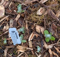 Image 5 of Pearly Everlasting  (Anaphalis margaritacea)