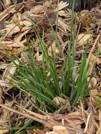 Image 4 of Prairie Junegrass  (Koeleria macrantha)
