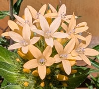Image 1 of Large-Flowered Collomia  (Collomia grandiflora)