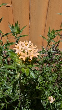 Image 2 of Large-Flowered Collomia  (Collomia grandiflora)