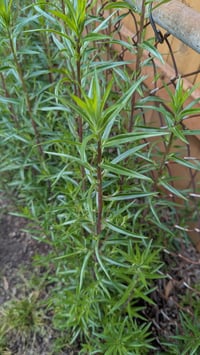 Image 4 of Large-Flowered Collomia  (Collomia grandiflora)