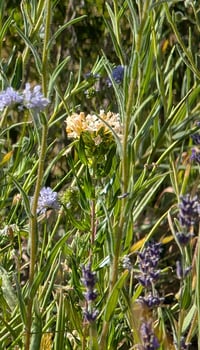Image 5 of Large-Flowered Collomia  (Collomia grandiflora)