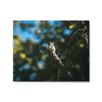 Hairy Woodpecker Print
