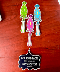 Image 1 of Juvenile glass squid sticker 