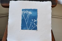 Image 2 of Sea Lavendar 1 - Cyanotype
