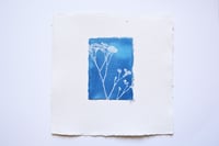 Image 1 of Sea Lavendar 1 - Cyanotype