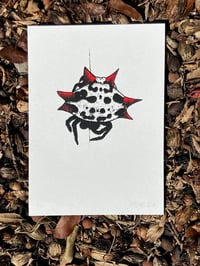 Spiny Orbweaver print
