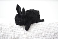 Image 5 of spring bunny - black