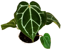 Anthurium Stella Rose Large 