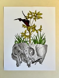 Dracunculus Vulgaris - Print
