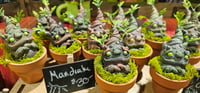 Mandrakes in Pots