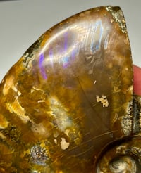 Image 5 of Large Purple Iridescent Ammonite Fossil #2443