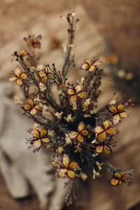 Image 4 of Butterfly Set 