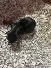 Image 1 of Toy Yorkipoo 