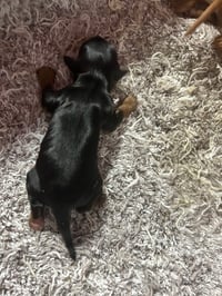 Image 2 of Toy Yorkipoo 