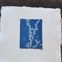 Image 2 of Lavendar 1 - Cyanotype