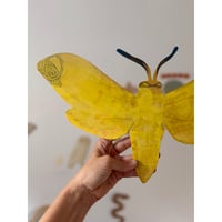 Image 1 of Yellow Bandit Butterfly