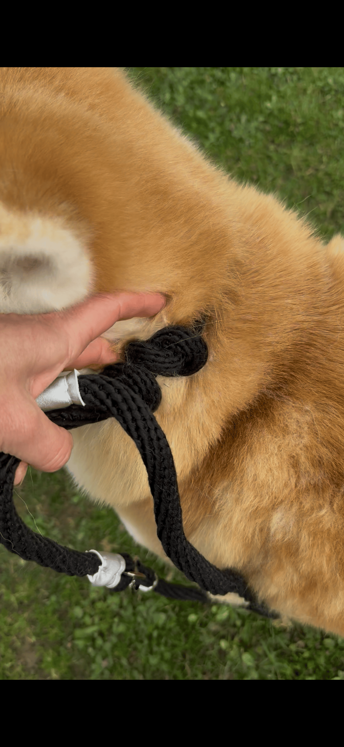 Image of Laisse lasso Noir Argent 2026 