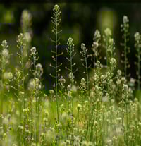 Image of Shepard’s Purse tincture, 2 oz.