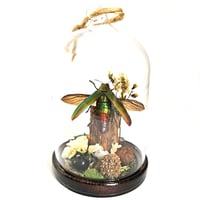 Image 1 of Fulminans Jewel Beetle Mini Woodland Hanging Dome