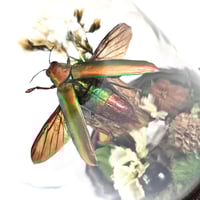 Image 3 of Fulminans Jewel Beetle Mini Woodland Hanging Dome