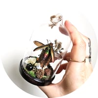 Image 4 of Fulminans Jewel Beetle Mini Woodland Hanging Dome