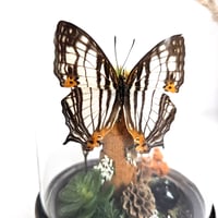 Image 3 of African Map Butterfly Mini Woodland Hanging Dome