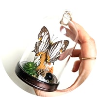 Image 4 of African Map Butterfly Mini Woodland Hanging Dome
