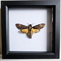 Framed - Death's-Head Hawkmoth