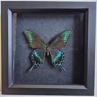 Framed - Alpine Black Swallowtail Butterfly II