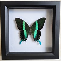 Framed - Peacock Swallowtail Butterfly
