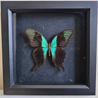 Framed - Peranthus Swallowtail Butterfly