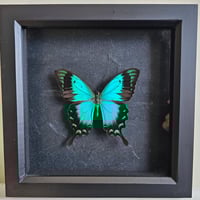 Framed - Sea Green Swallowtail Butterfly