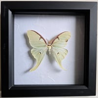 Framed - Luna Moth