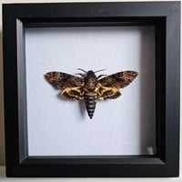 Framed - Greater Death's-Head Hawkmoth
