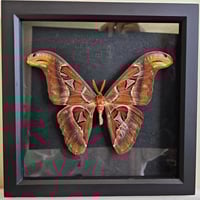 Framed - Atlas Moth
