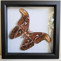 Framed - Atlas Moth II