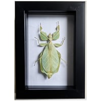 Framed - Walking Leaf Insect