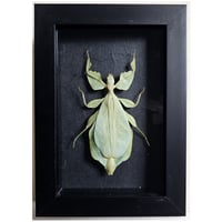 Framed - Walking Leaf Insect II