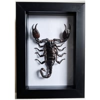 Framed - Giant Asian Forest Scorpion