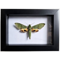 Framed - Verdant Hawkmoth
