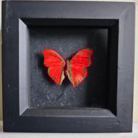 Framed - Blood Red Glider Butterfly