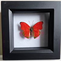 Framed - Blood Red Glider Butterfly II