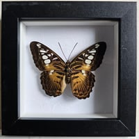 Framed - Clipper Butterfly