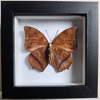 Framed - Leafy Rajah Butterfly