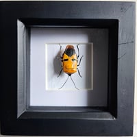Framed -  Man-Faced Stink Bug