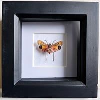 Framed - Mini Atomaria Lanternfly